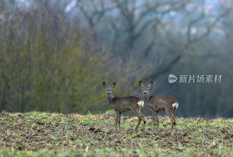 两只母狍子(Capreolus Capreolus)